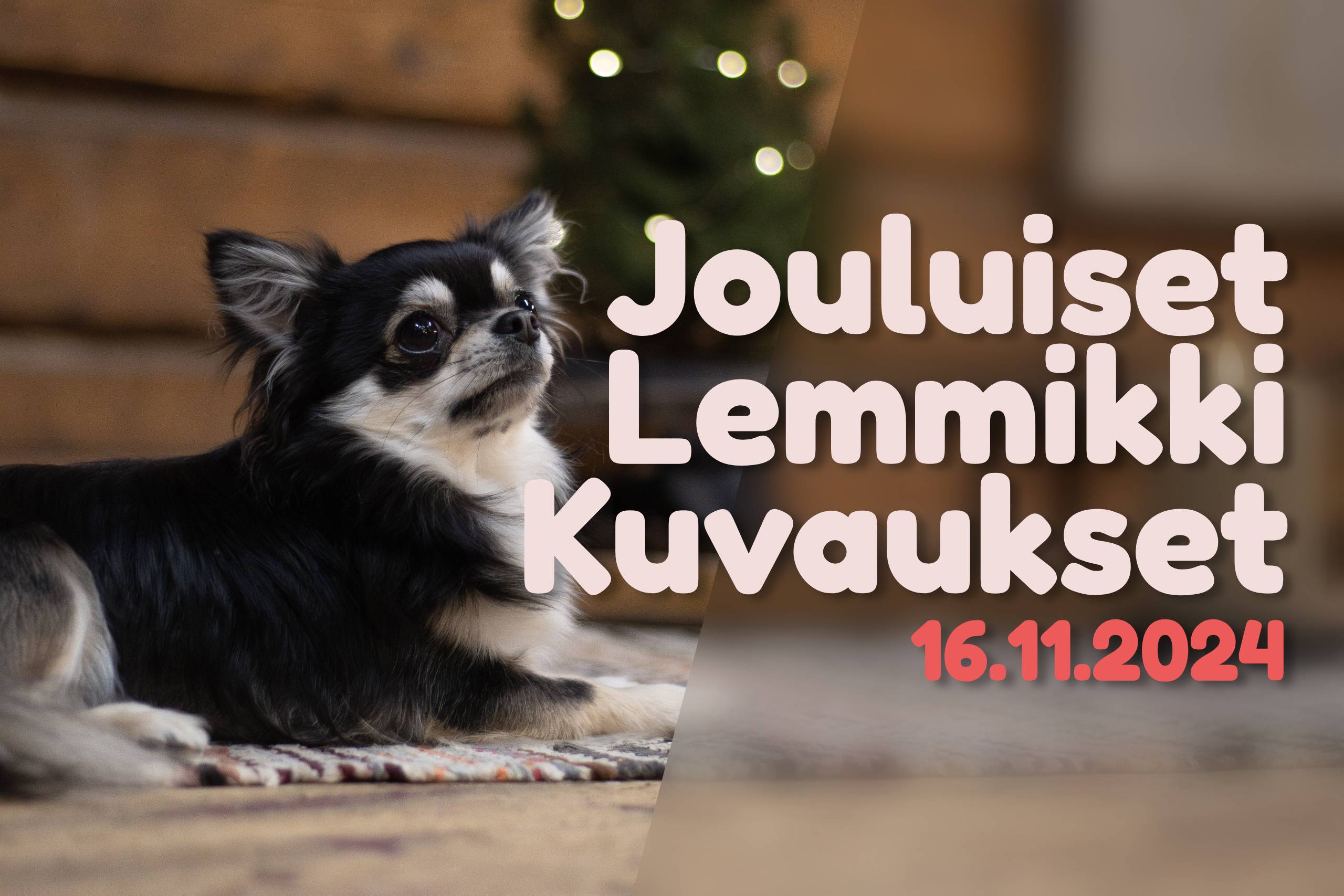 Lemmikki kuvaukset